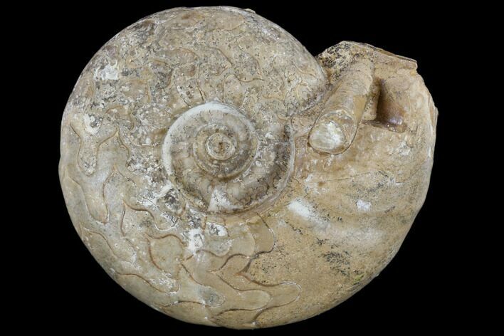 Fossil Ammonite (Uraloceras) - Kazakhstan #117162